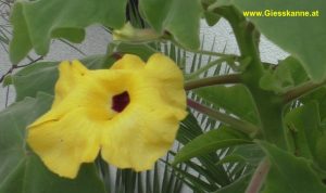 Uncarina grandidieri Blüte gelb