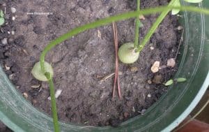 Bowiea volubis - August 2025