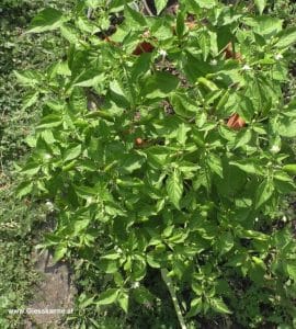 Chili im Topf - Blüten und grüne Chilis