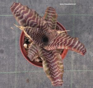 Cryphtantus zonatus var. fuscus