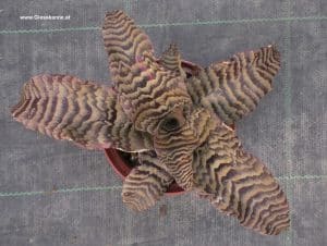 Crypthantus biviltatus rubi