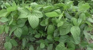 Edame Chiba green Pflanzen im Juli - Ennstal