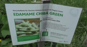 Edame Chiba green - Versuch in der Region Liezen 2025