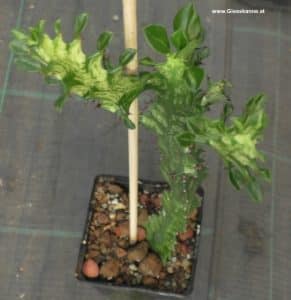 Euphorbia trigona mintcream