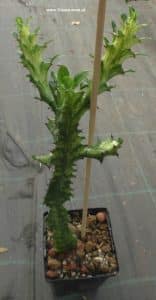 Euphorbia trigona mintcream