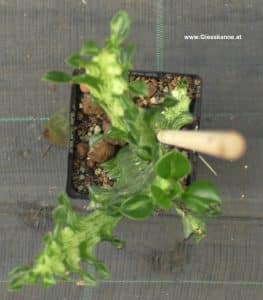 Euphorbia trigona mintcream von oben