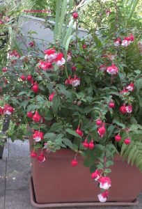Fuchsien im Kübel - Blüten im August
