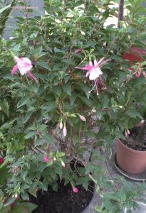 Fuchsien mit Blüten im August