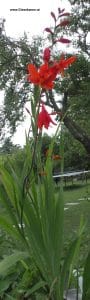 Garten-Montbretie im Juli