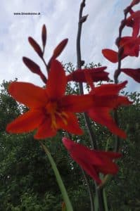 Garten-Montbretie Blüten