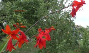Gartenmontbretie - Blüten im Juli