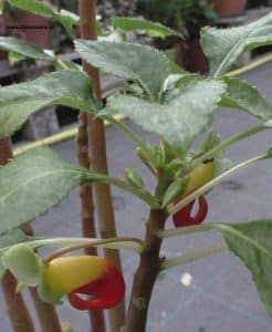 Blüten Kongolieschen