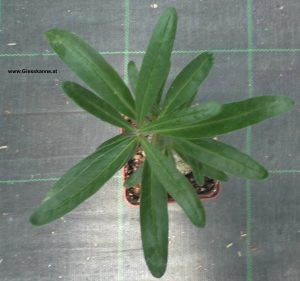 Pachypodium bispinosum jung von oben