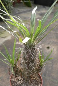 Pachypodium geayi