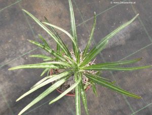 Pachypodium geayi von oben