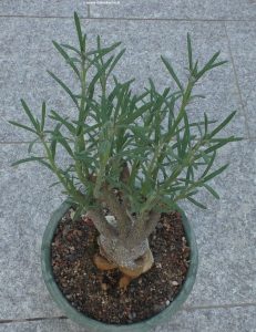 Pachypodium succulentum