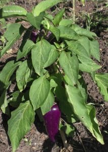 Paprika Oda - Violett