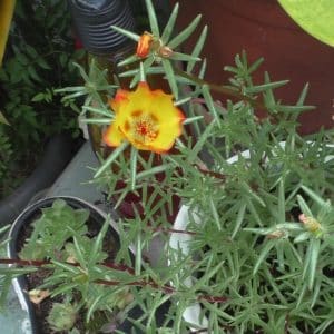 Portulakröschen Blüten im Juli
