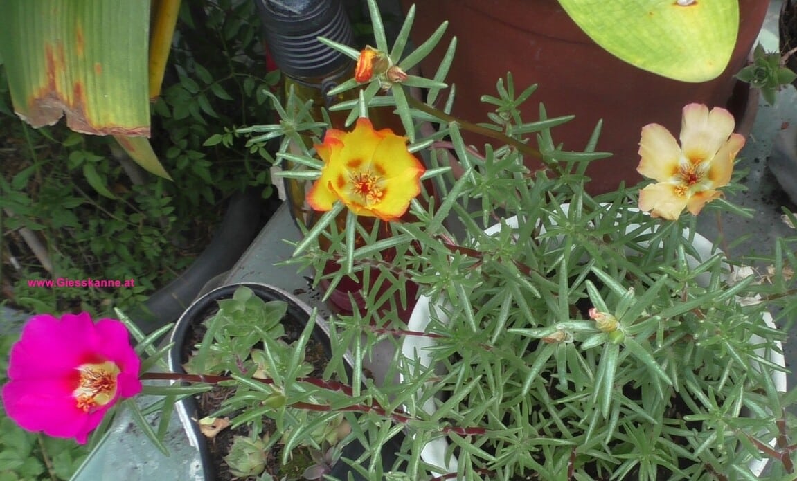 Portulakröschen Blüten im Juli