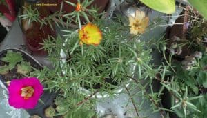 Portulakröschen mit 3 Blüten