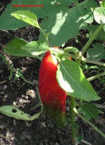 Spitzpaprika