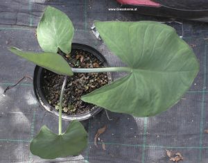 Xanthosoma violaceum im Topf