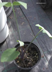 Xanthosoma violaceum