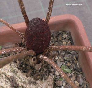 Zamia floridana Blütenstand