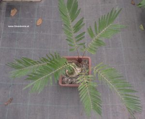 Zamia floridana Kaudex, Blütenstand, Blätter von oben