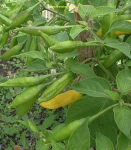 Chili gelb