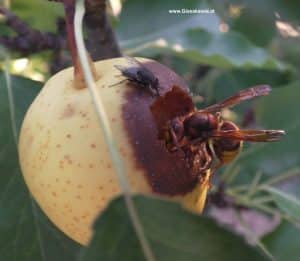 Hornisse und Fliege auf fauler Nashi