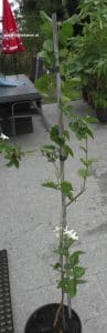 Jasminum sambac - Arabischer Jasmin