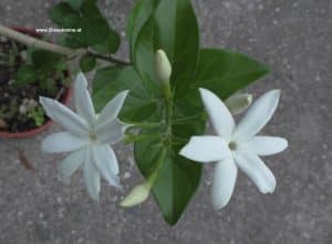 Blüten Jasminum sambac