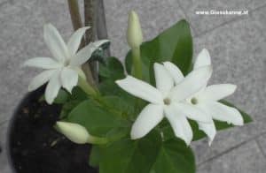 Jasminum sambac Blüten