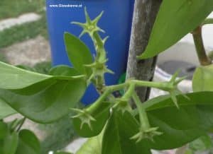 Jasminum sambac verblüht