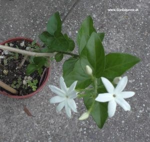 Jasminum sambac von oben