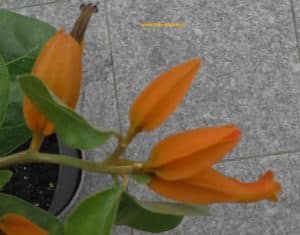 Juanulloa mexicana Blüten und verblühte Blütenkrone