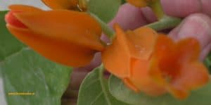 Blüten Juanulloa mexicana