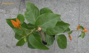 Juanulloa mexicana von oben