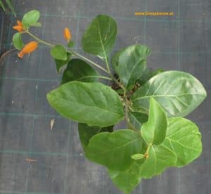Juanulloa mexicana
