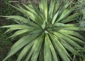 Yucca gloriosa im September - mit 2 Trieben