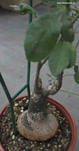 Kaudex Adenia glauca