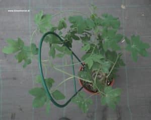 Blätter Adenia Glauca von oben