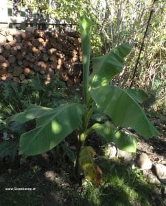 Musa basjoo im Oktober 2025