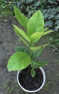 Ponderosa - Steckling im Oktober 2025