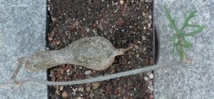 Cissus tuberosa - Kaudex