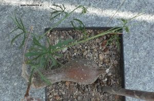 Cissus tuberosa mit Laub - Anfang August
