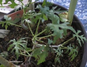 Cissus tuberosa jung