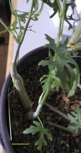 Cissus tuberosa - junge Pflanze mit länglichem Kaudex