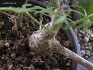 Jungpflanze Cissus tuberosa Kaudex